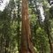 ....a small and young Giant Sequoia...