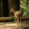 Female mule deer (Odocoileus hemionus) in the forest of the giant sequoias
