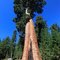 Sentinel sequoia