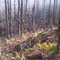 The Woods of Erin - Looking North West 11/2011