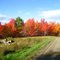 North Greenbush Autumn Leaves