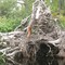 Beaver dam on Lake Algonquin