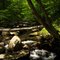 Dunning Pond Brook Detail