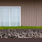 Bonsai fence