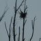 Young Blue Herons