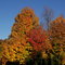 Fall Colors in Clifton Park