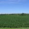 Farmland near Elbridge, NY