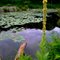 Pond