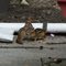 Chipmunk Mother With Baby