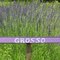 Grosso Lavender