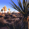Mojave Sunrise-Joshua Tree Ca