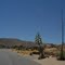 Roadside to Joshuatree N'P-4