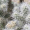 Cactus spines, Joshua Tree NP