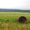 Shredded Wheat in Field