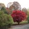 Bloodgood maple