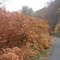 Cool Fall Colors North County Trailway