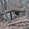 Ruined Shelter