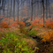 Ground Cover at Ward Pound Ridge Reservation