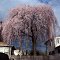 Cherry Tree in Mineola