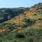 Flowers blooming in the Pala Indian Reservation Area