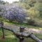 Mountain lilacs and rustic fence