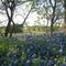 State flower