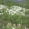 Texas wildflowers