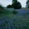 Bluebonnets