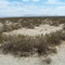 King Clone - Creosote Bush