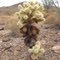 Cholla cactus