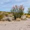 Brilliant ocotillo. Yuma Proving Grounds