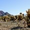Teddybear Cholla (Cactus Family)