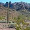 Saguaro, cholla, brittlebrush, ocotillo, creosote, mesquite. Castle Dome mountain range