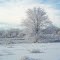 Ice Tree