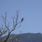 sallowed painted pingeon,albuquerque