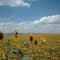 A field of yellow