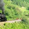 Cumbres and Toltic train chasing cattle!