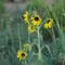 Sunflowers on the GO-Bar Ranch