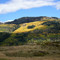 Aspens near Chama