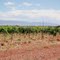Tulurosa Vineyards, NM