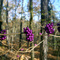 Wild Berries At Hill-Wheatley