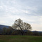 Just A Tree