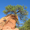 Tree over rock spire