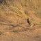 Ground Owl