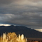Sandia