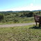 Coronado National Forest, NM
