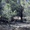 Pinon Forest
