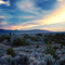 Taos Scrub