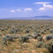 Taos  Plain
