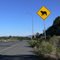 Bear Crossing ! Raton, New Mexico